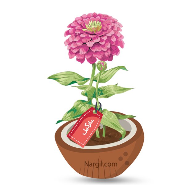 Nargil_Zinnia Elegans